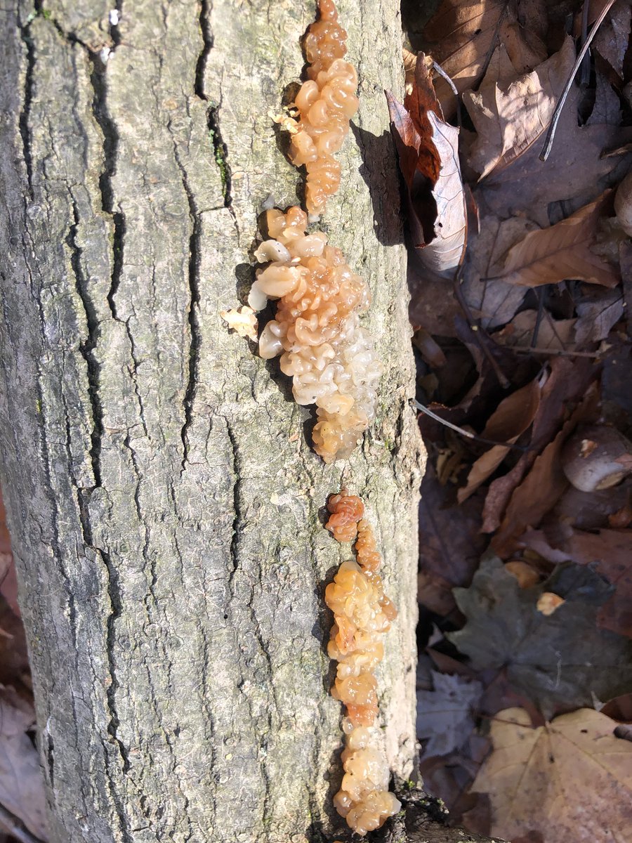 And sometimes we aren’t sure about what exact species we are looking at but this might be a Crystal Brain Fungus (Myxarium nucleatum). Although we are uncertain this jelly fungus was too cool not to share. We will update the identification once we know for sure!