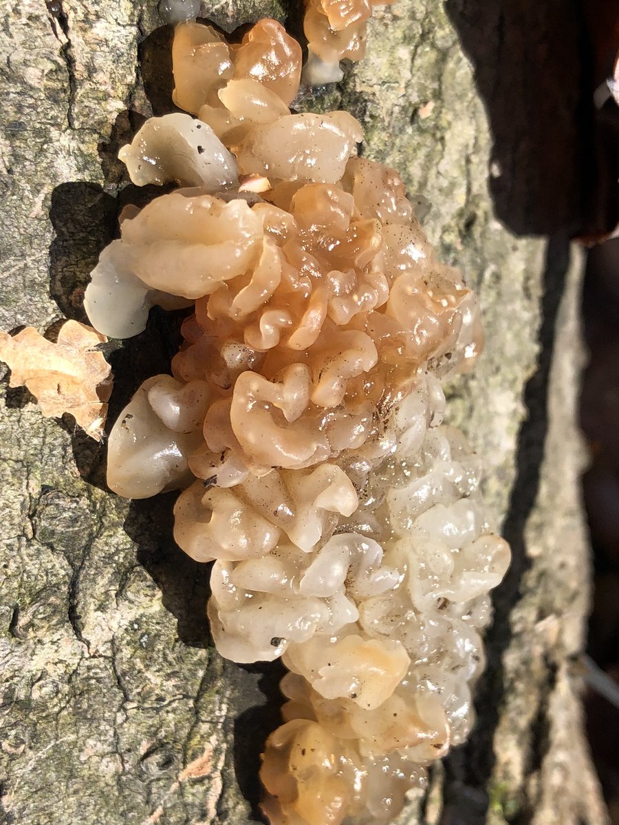 And sometimes we aren’t sure about what exact species we are looking at but this might be a Crystal Brain Fungus (Myxarium nucleatum). Although we are uncertain this jelly fungus was too cool not to share. We will update the identification once we know for sure!