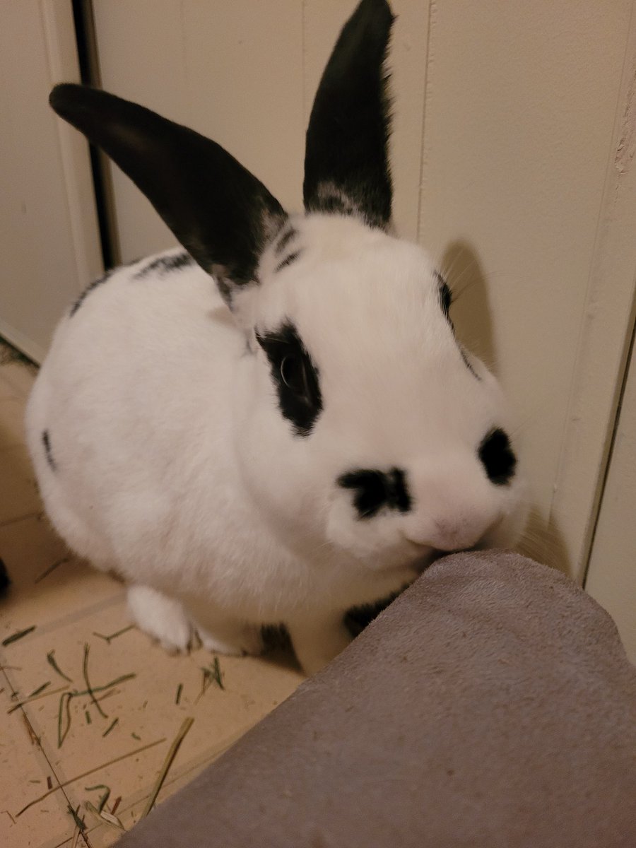 RGettleman's tweet photo. @OxbowAH Stormi🐇💗 https://t.co/U1Bnstv1lY