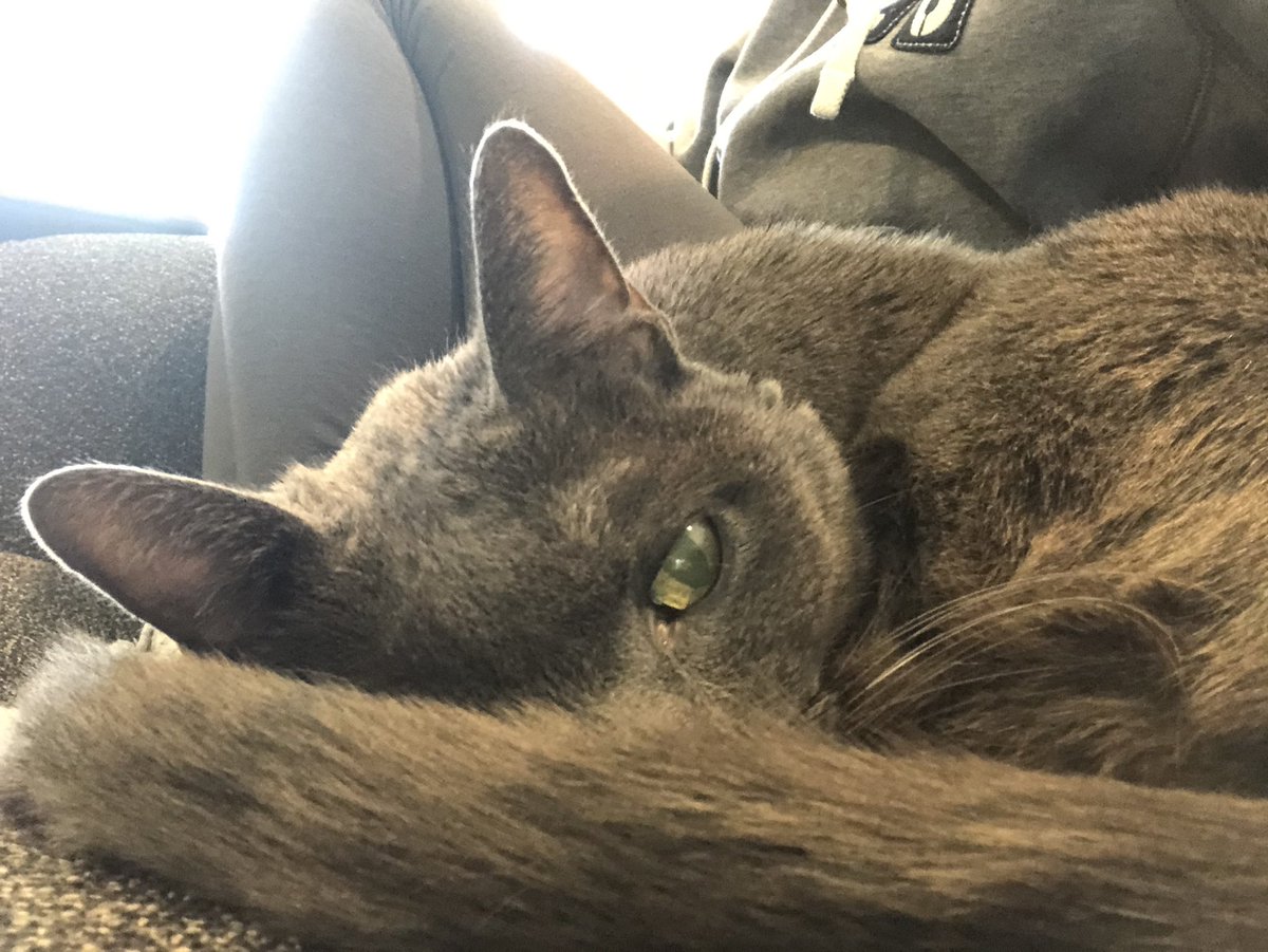 powercat386's tweet photo. @jameelajamil My little floof, Tam! https://t.co/8ZogATBy3D