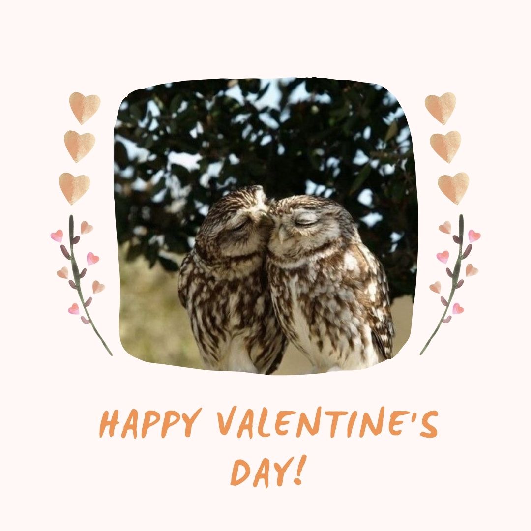 OwlOutfitters's tweet photo. Especially today, we hope you feel how much we love you and how grateful we are for your support.❤️ Happy Valentine's Day!❤️
#owlstagram_feature #owl_feature #owlnation #owladdict #owlyouneedislove #onlyowls #loveowls #owlobsession #owleyes#wiseowloutfitters https://t.co/E6sWZm88Eg