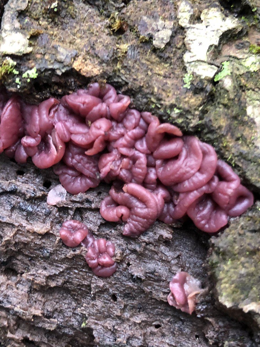 The last is a personal favorite, Purple Jellydisc Fungus (Ascocoryne sp.) that was found in one of our forestry lots. These fungus are often seen together and on dead American Beech (Fagus grandifolia) trees.
