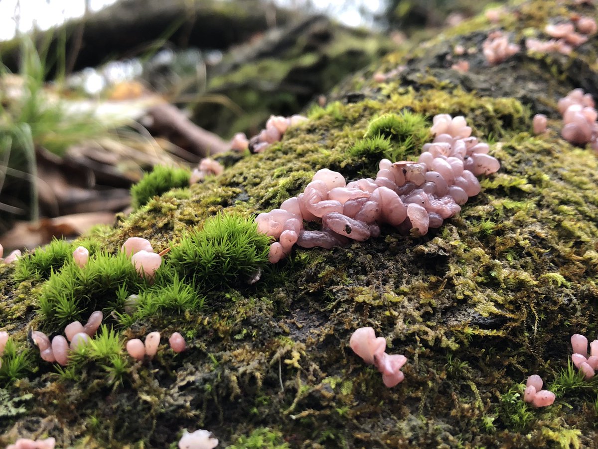 The last is a personal favorite, Purple Jellydisc Fungus (Ascocoryne sp.) that was found in one of our forestry lots. These fungus are often seen together and on dead American Beech (Fagus grandifolia) trees.