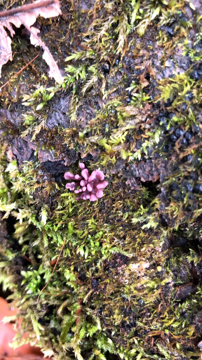 The last is a personal favorite, Purple Jellydisc Fungus (Ascocoryne sp.) that was found in one of our forestry lots. These fungus are often seen together and on dead American Beech (Fagus grandifolia) trees.