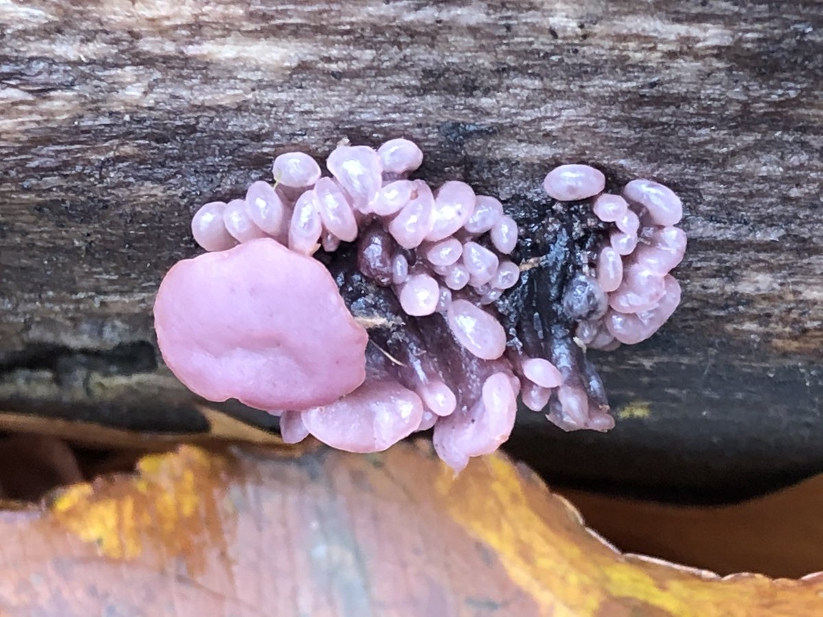 The last is a personal favorite, Purple Jellydisc Fungus (Ascocoryne sp.) that was found in one of our forestry lots. These fungus are often seen together and on dead American Beech (Fagus grandifolia) trees.