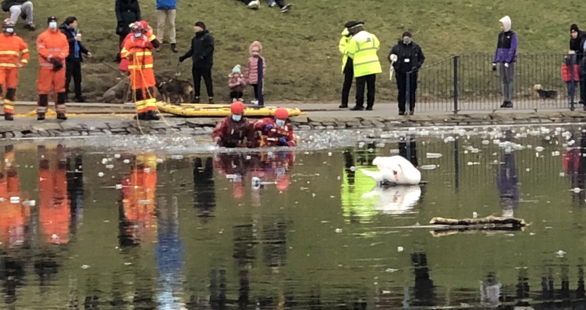 Kudos to the search and rescue team who braved the perils of a frozen lake in sefton park and entered to rescuse a swan which was stuck on the ice!