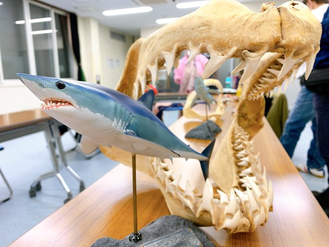 ス*カ様 サメ　骨格標本 ヨロイザメ骨格標本