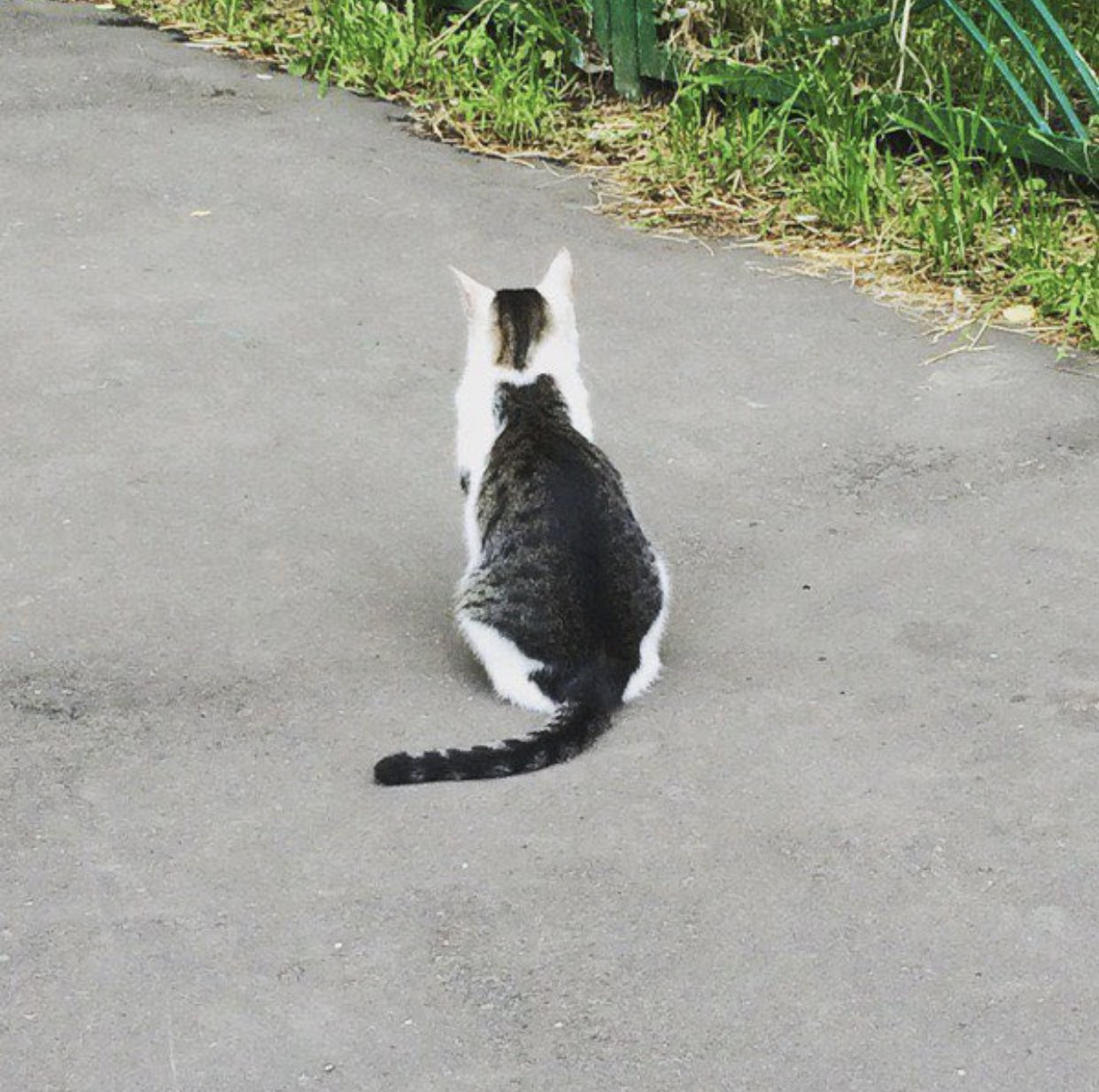 もふもふ動画 猫の背中に取り憑いている猫 もふもふ動画 猫の背中に取り憑いている猫
