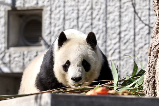 ジャイアントパンダのtwitterイラスト検索結果 古い順