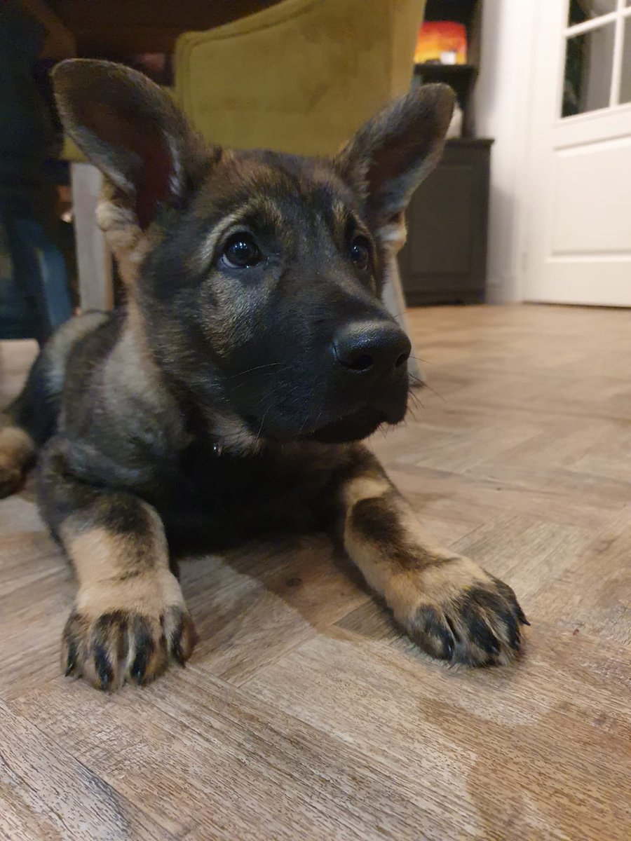 Our newest recruit.  T/PD Jaeger is an 11 week old German Shepherd pup who will be trained as a General Purpose Police Dog.