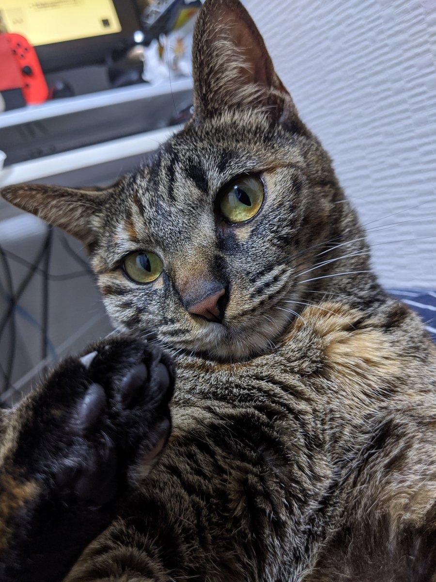 ９６３ネッコ 後ろ脚は自分で器用に噛んで短くしているので 爪切りの必要がありません 麦わら猫 猫のいる生活 猫画像