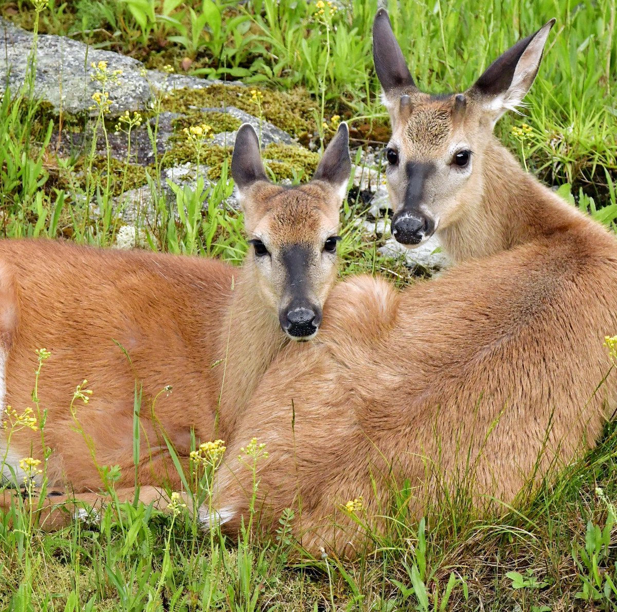 GrandfatherMtn's tweet photo. The snuggle is still real! Happy #ValentinesDay from your friends at #GrandfatherMtn.

Photos by Victoria Darlington | Grandfather Mountain Stewardship Foundation https://t.co/8Ea74vBrW8