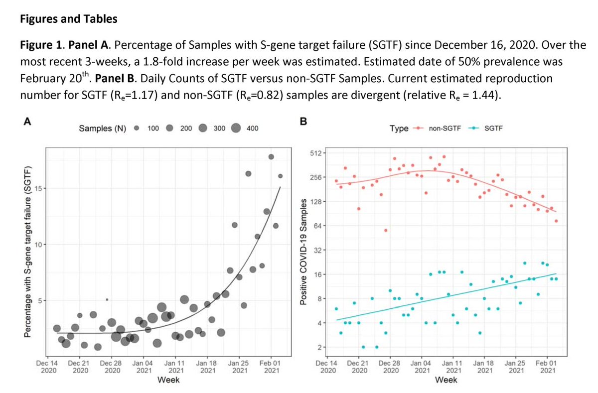 on the Toronto area SGTF (S-Gene Target Failure) study to detect B117 (UK variant). It looked at 11,485 positive tests over Dec 16 to Feb 3 and found 448 had SGTF* (3.9%). These charts show the growth. https://www.medrxiv.org/content/10.1101/2021.02.09.21251225v1.full.pdf