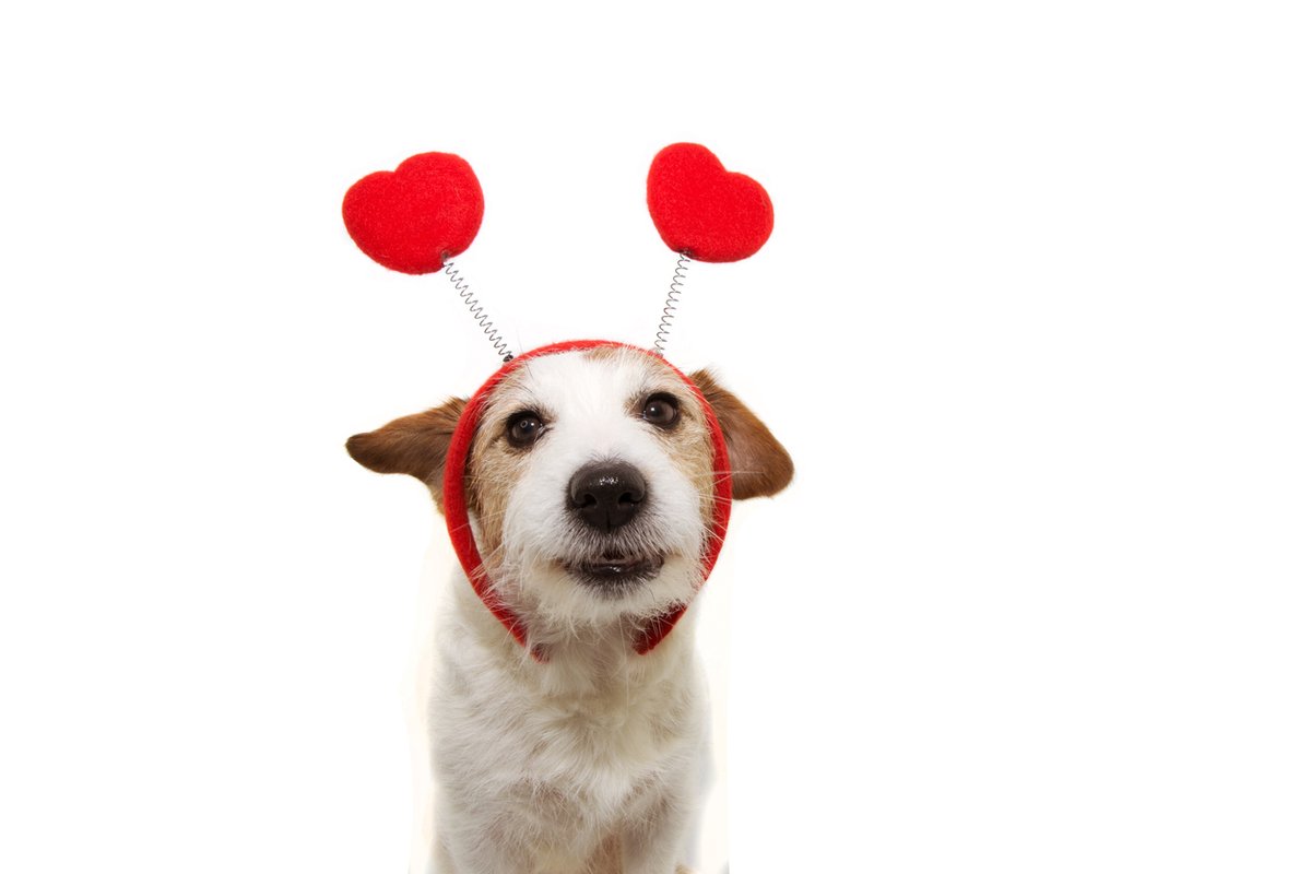 StrategySource's tweet photo. Happy Valentine's Day! https://t.co/xFVpeyEWz6