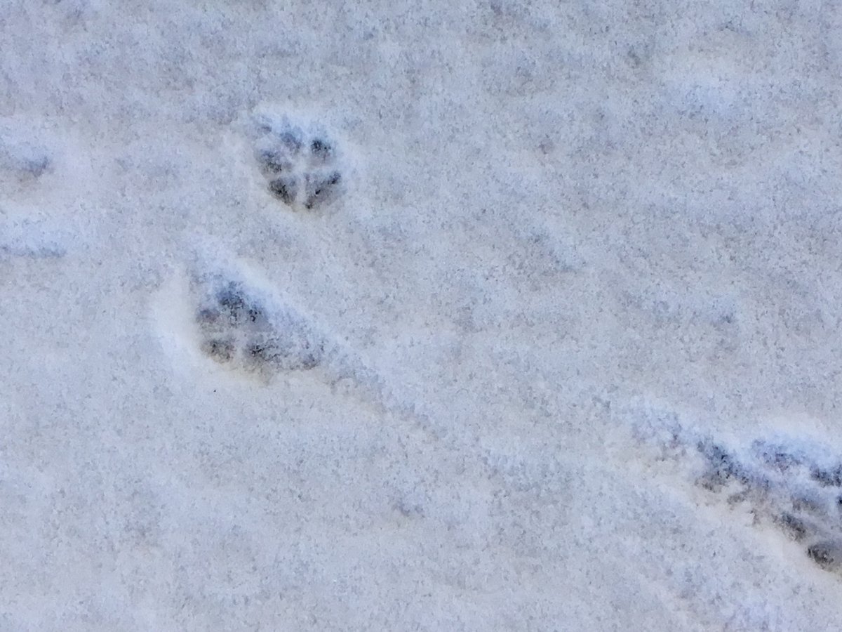 In KEYS last week we went exploring in our garden looking for animal and bird tracks .We discovered a fox 🦊 track and a tiny bird 🐦track but we couldn’t think what made the very large track that ended up under a bench ,very strange indeed .🤔