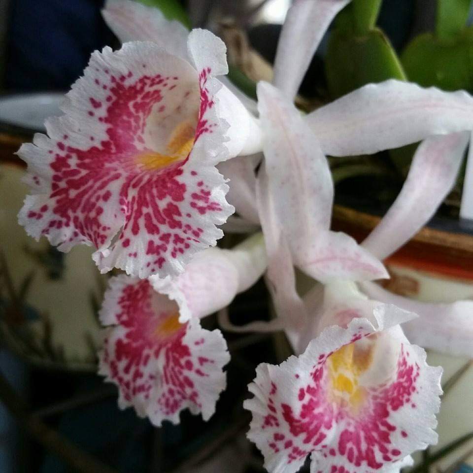 Happy #ValentinesDay! #Orchid  cutie 💓 from #OurCollection 
Trichopilia sauvis: bit.ly/1KB8WX7
#AddictedToOrchids