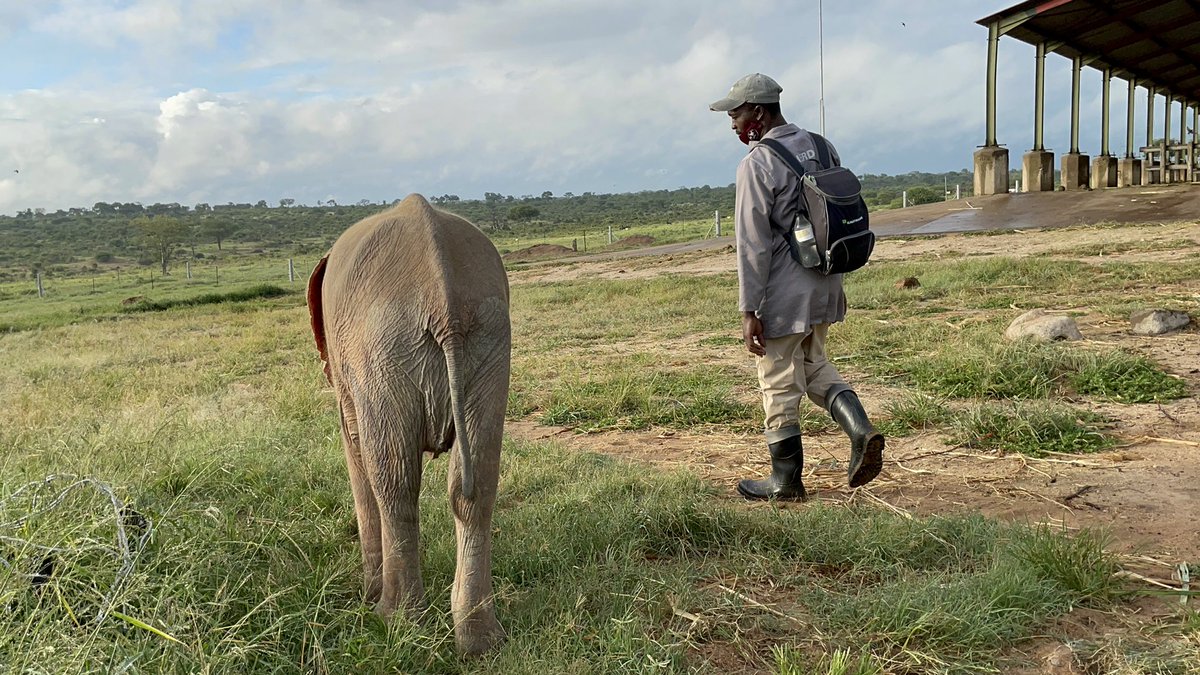 HERD_Elephants's tweet photo. Love Changes Everything 🎶💖🐘

Happy Valentine’s Day, to you all! Thank you for the incredible love you have shown these special animals (Bravehearts and Legends) as well as our human herd this last year! 🐘💕🐑

#BeMyValentine #HappyValentines #HappyValentinesDay2021 https://t.co/i3elfJqWBo