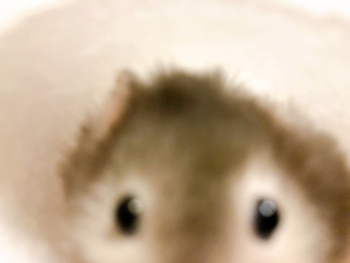 きゃりはむ🥟pechiko (@2mochikotaro) on Twitter photo 