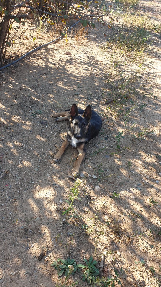 Han Solo 🗡♐🚀🐺😸 tweet media