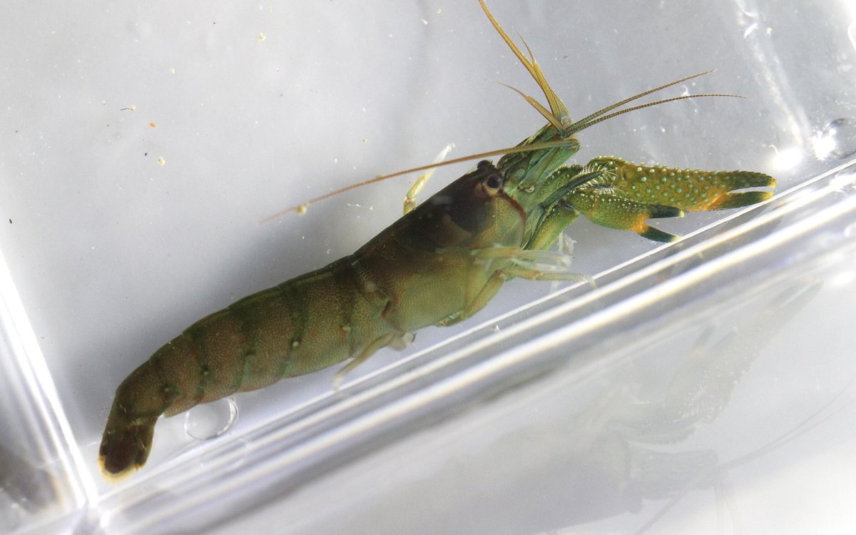 カルクウ モエビ スジエビ以外の海老だなと明らかに分かる奴等が波打ち際に居た とても良い緑色のやつは多分テッポウエビ モドキで残念ながら音は出さないとか 小さい赤白縞のは何か分からない 仔イセエビとかかな