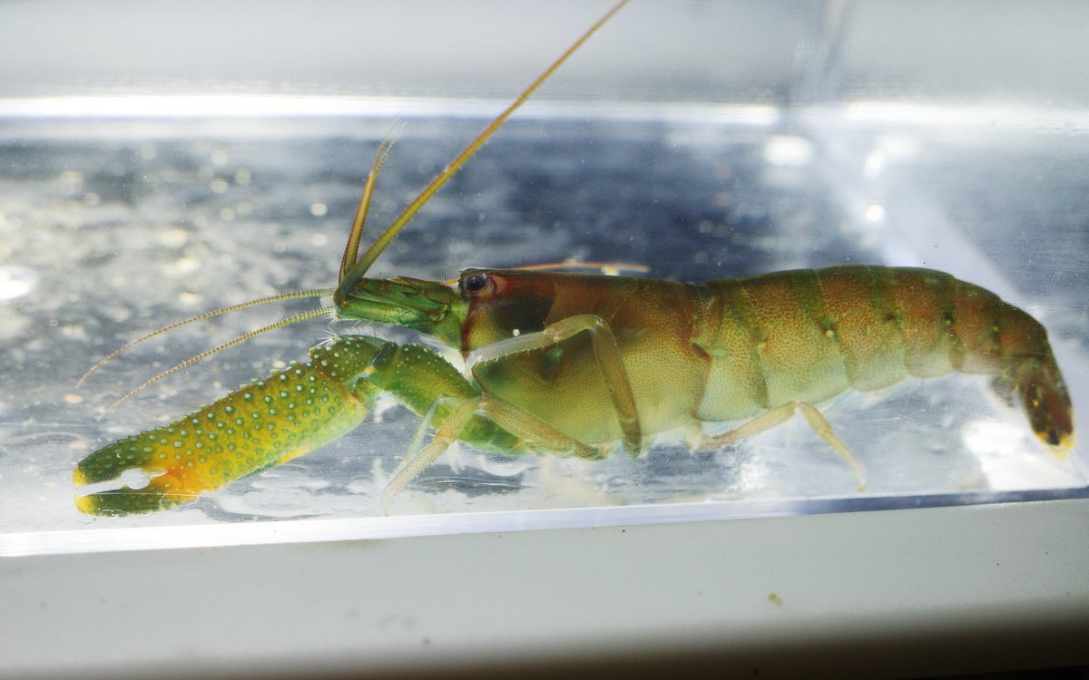 カルクウ モエビ スジエビ以外の海老だなと明らかに分かる奴等が波打ち際に居た とても良い緑色のやつは多分テッポウエビ モドキで残念ながら音は出さないとか 小さい赤白縞のは何か分からない 仔イセエビとかかな
