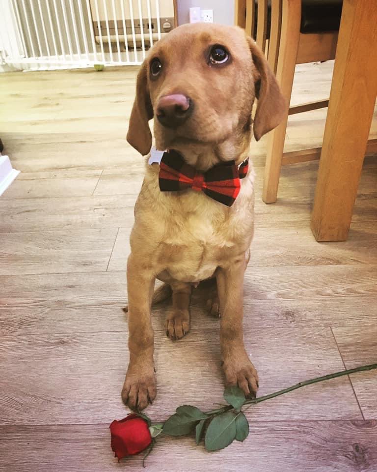 Happy valentines from our boy 🥰❤️#puppythrowback #labs