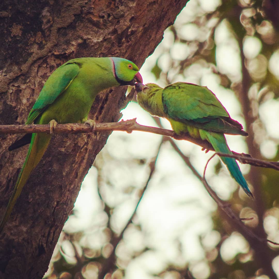 wildscapebypuru's tweet photo. Happy Valentine's Day!  #parakeet #birds #BirdsSeenIn2021 #roseringedparakeet #ValentinesDay #birdsphotography #birdsofinstagram #birdsoftwitter #bharatpur https://t.co/fRJJzPCDwG