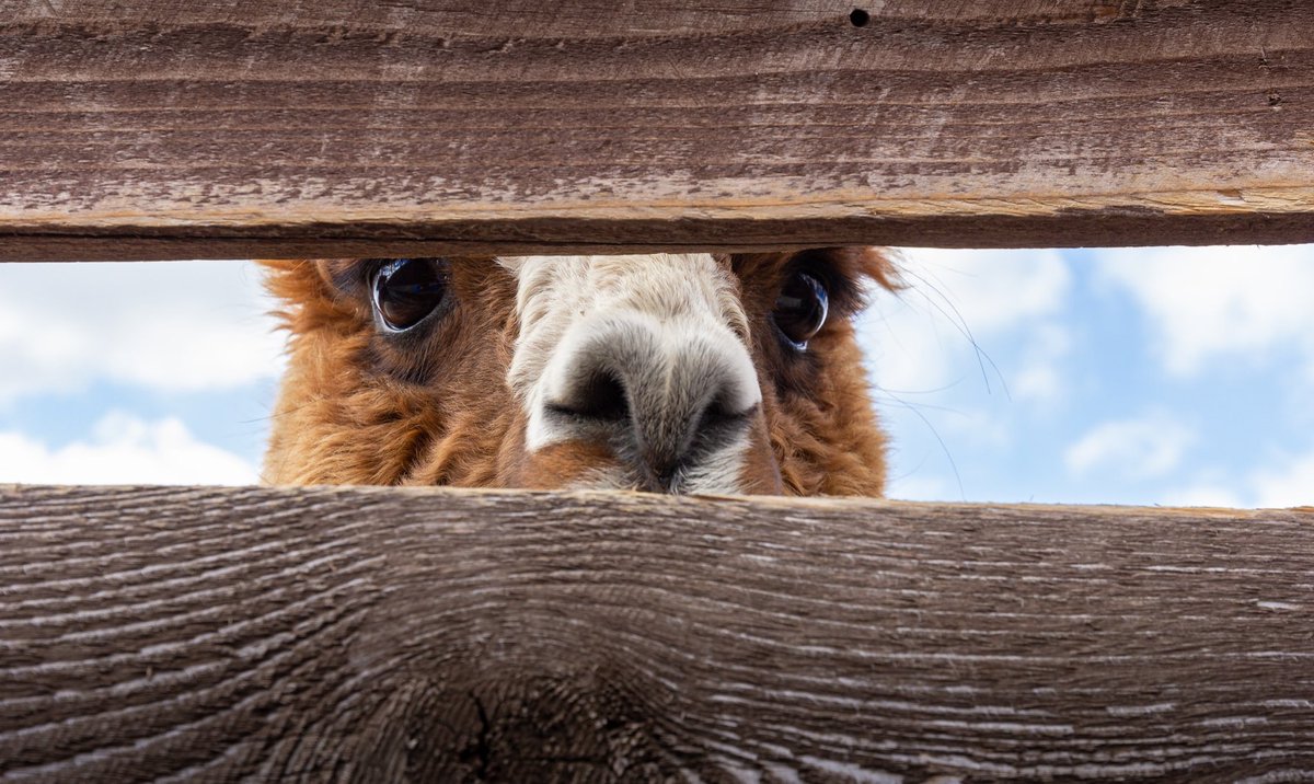 TLWCexperience's tweet photo. Will you be my #Valentine? ♥️😍 🐾 
.
.
#happyvalentinesday #happyvalentines #valentinesday  #alpaca #love #traveldiaries #travelgoals #travelbug #travelingram #travel_captures #newzealand #beautifuldestinations #travel #wanderlust #bucketlist #postcardplaces https://t.co/wYbvrA1Fmx