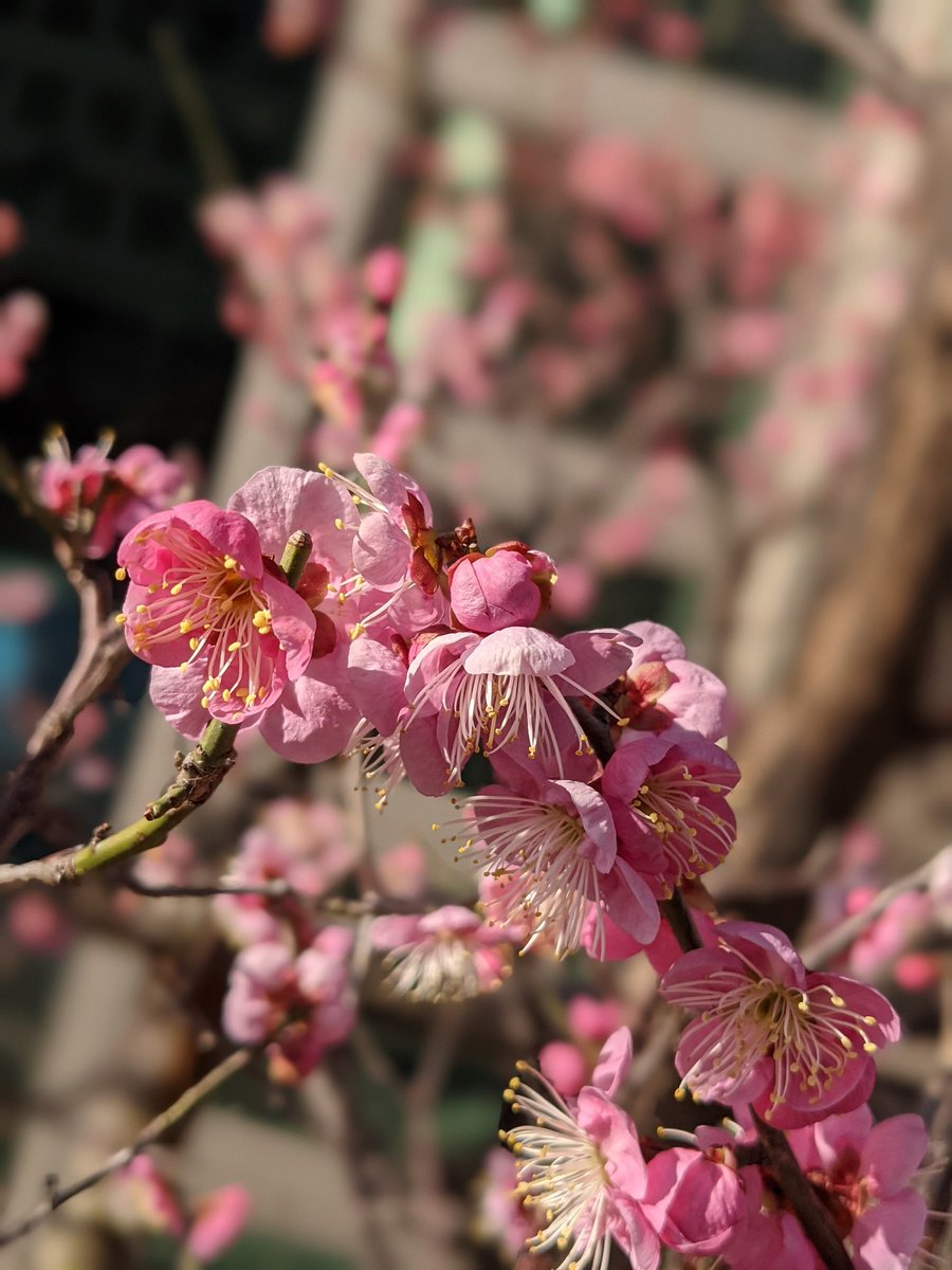 京スぺハローサービス V Twitter 今日は天気がよかったので 散歩にいきました もう梅が綺麗に咲いていました 梅の花言葉 忍耐 コロナに負けるな 春の訪れ