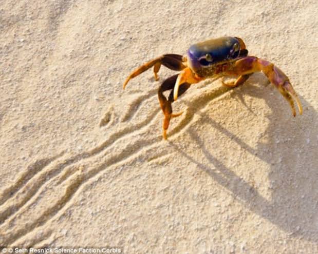 милые крабы. клешни краба. краб который ходит по камням. почему крабы ходят. индийский краб.