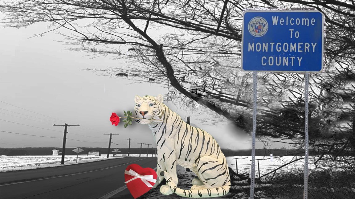 mcpnews's tweet photo. White Tiger is looking for someone he can stop traffic with ... Won't you be his valentiger? ❤️

#whitetiger #270tiger #valentiger #ValentinesDay https://t.co/UnsAdOxMIr