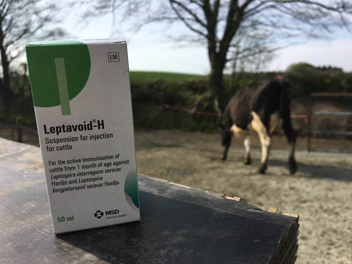 MSD Animal Health - Livestock tweet media