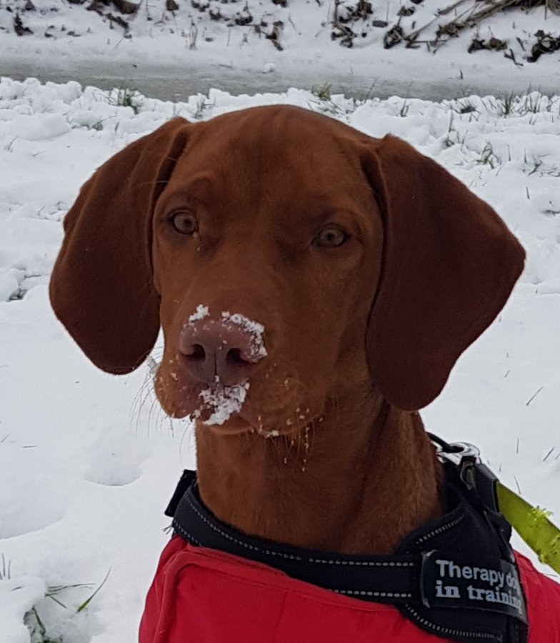 Bowie_thevizsla's tweet photo. #schaatsers t kost mij als pup van 5 mnd oud veel moeite om niet gezellig tegen jullie op te springen terwijl jullie #klunen in #losloopgebied Maar schoenen + tassen met eten aan de kant die kan ik ECHT NIET weerstaan. Nu moet ik van mijn mens aangelijnd #bedankt #geensneeuwpret https://t.co/nArxAlDOQS