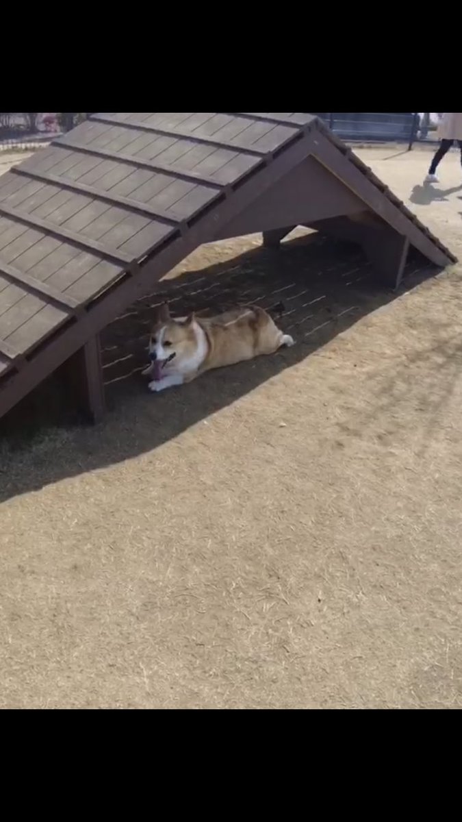 カインズ浦和美園