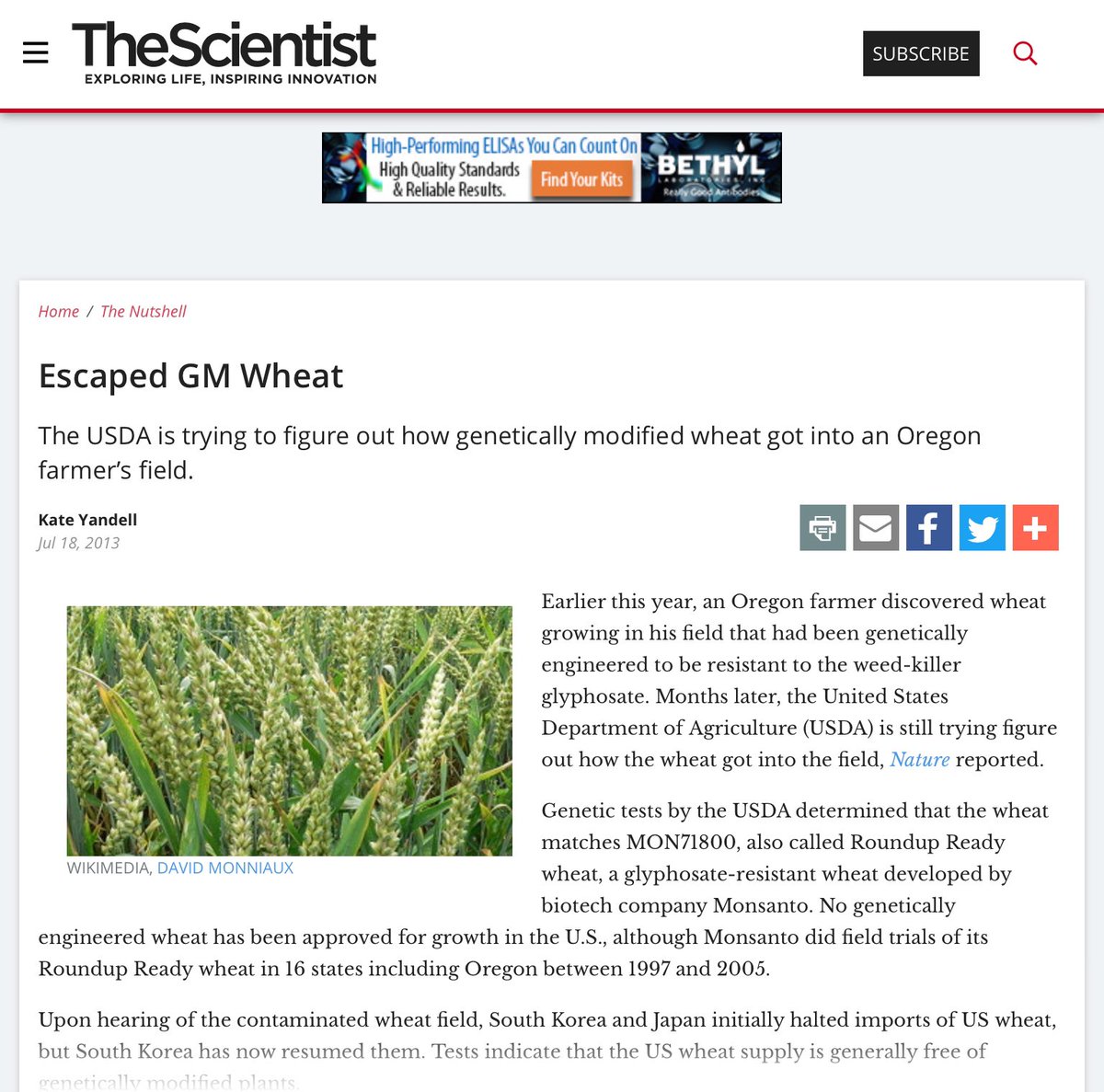 Here’s some GM wheat that never existed