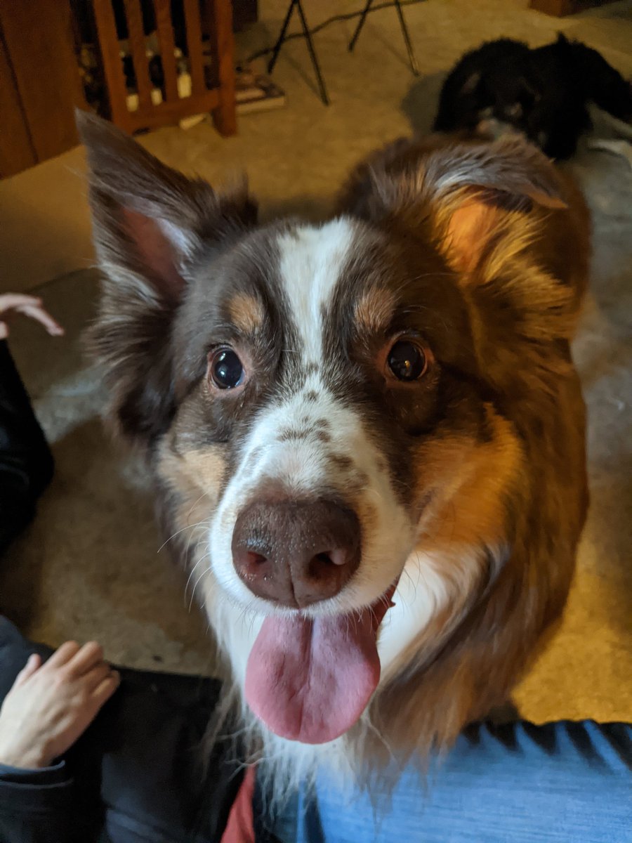AussieDocthe's tweet photo. 7 years ago TODAY was my gotcha day.
#gotchaday #ValentinesDay https://t.co/raJia538ct