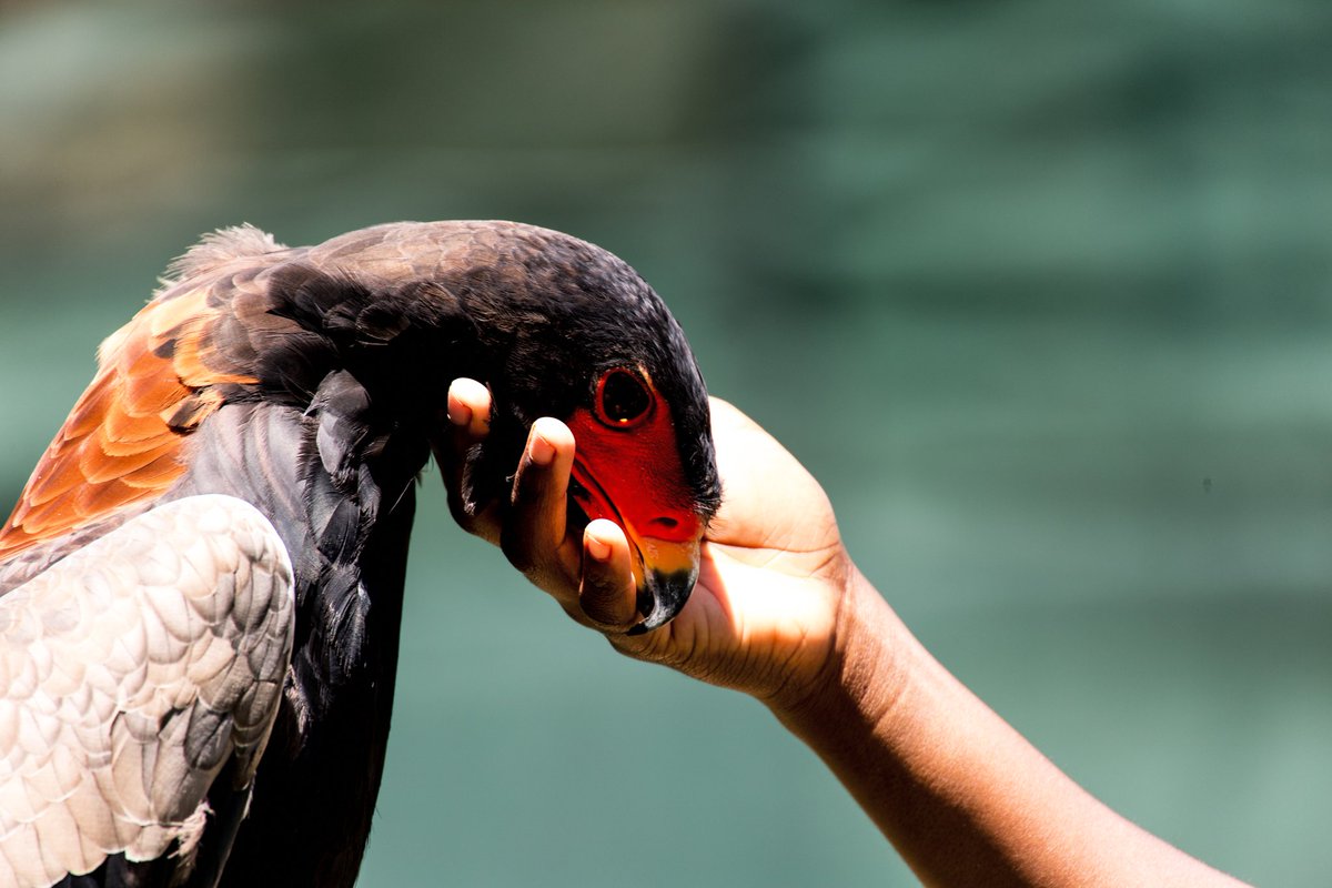 ¹The next love birds are my favorite species in the whole world (among other favs)The Bateleur EagleNdebele/Nguni: iNgqungquluShona: ChapunguAfrikaans: Berghaan #valentinesday2021 #HappyValentinesDay  #lovebirds  #conservation  #BirdTwitter