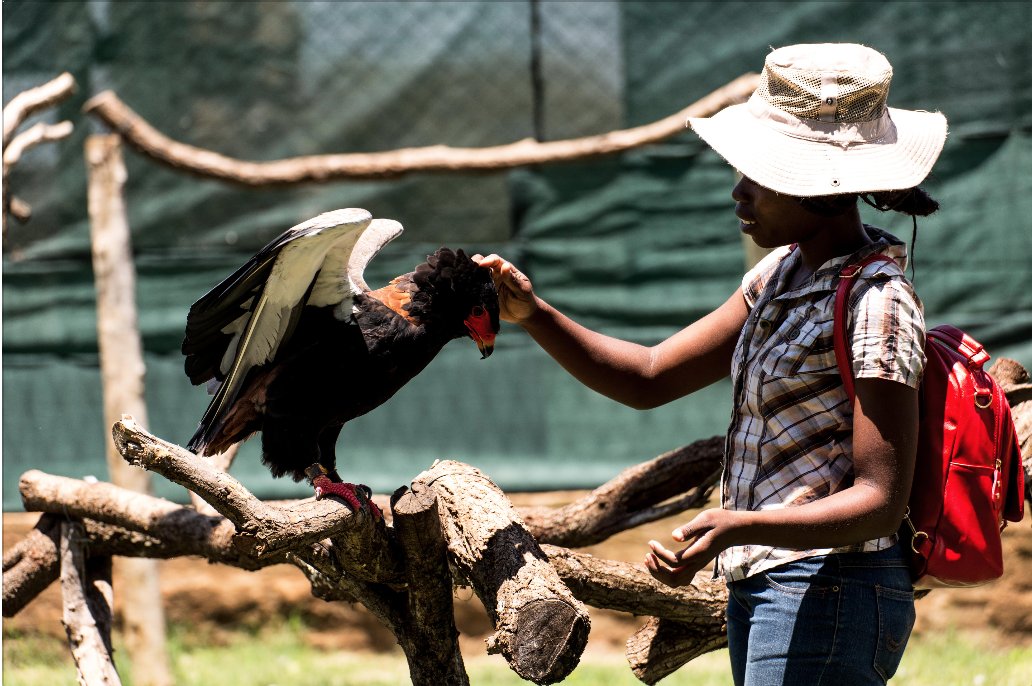 ¹The next love birds are my favorite species in the whole world (among other favs)The Bateleur EagleNdebele/Nguni: iNgqungquluShona: ChapunguAfrikaans: Berghaan #valentinesday2021 #HappyValentinesDay  #lovebirds  #conservation  #BirdTwitter