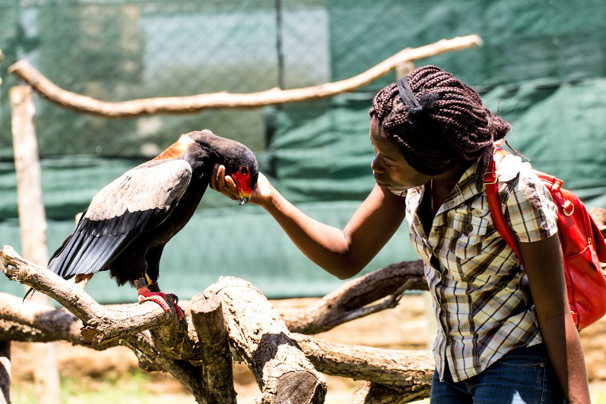 ¹The next love birds are my favorite species in the whole world (among other favs)The Bateleur EagleNdebele/Nguni: iNgqungquluShona: ChapunguAfrikaans: Berghaan #valentinesday2021 #HappyValentinesDay  #lovebirds  #conservation  #BirdTwitter