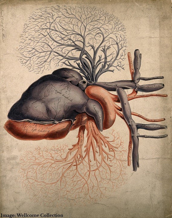 NobelPrize's tweet photo. The #NobelPrize-winning invention ECG – a milestone in heart diagnosis – is a technique that records the small electric waves being generated during heart activity. Image: From the 19th century, front view of the heart. 

#ValentinesDay https://t.co/3lQuZjsxIq
