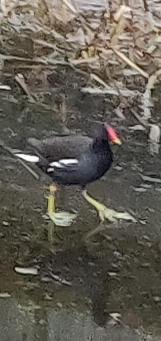 RustySeeney's tweet photo. Damp walk along the canal today, 10000 steps  #Strollwithscience @NHSScience2 https://t.co/t5qXUdJ6zV