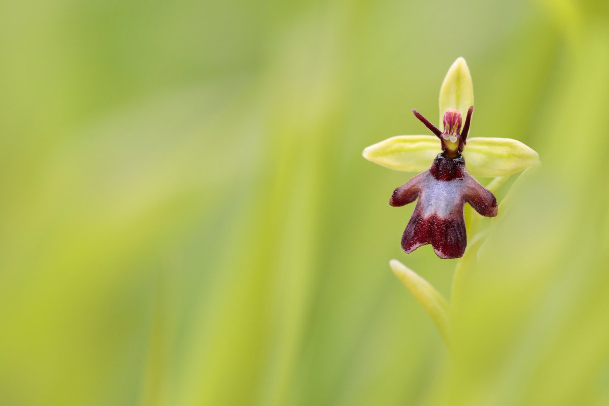 As it’s  #ValentinesDay I think we should consider the beautiful, romantic and interspecies liaison that is essential to the lifecycle of the stunning and enigmatic Fly Orchid. Thread! 1/9