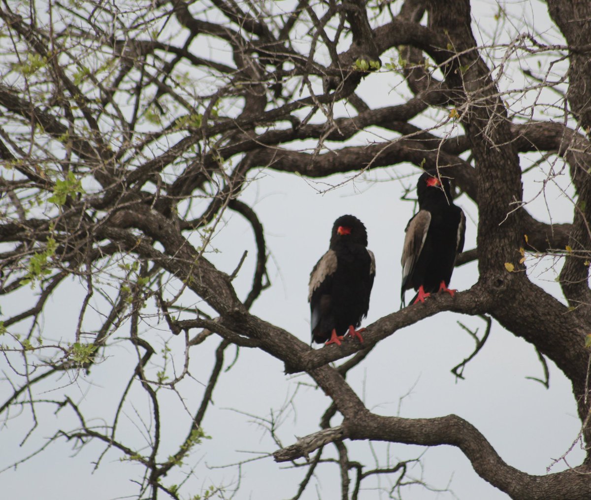 ² Bateleurs are also monogamous and pair for life. Unlike the Lilian's Lovebirds, they are not affectionate at all really. They just perch a reasonable distance from each other &look like the couple that gossips about other lovey dovey couples in the savanna 