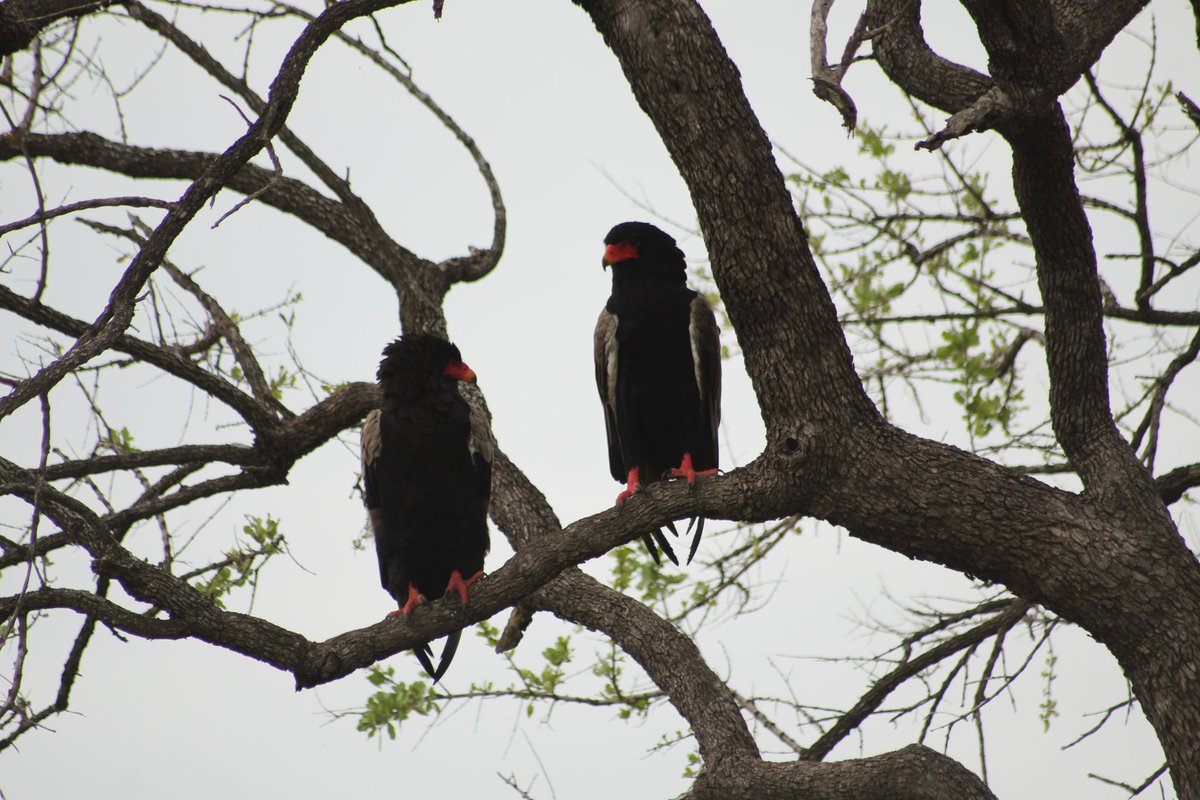 ² Bateleurs are also monogamous and pair for life. Unlike the Lilian's Lovebirds, they are not affectionate at all really. They just perch a reasonable distance from each other &look like the couple that gossips about other lovey dovey couples in the savanna 