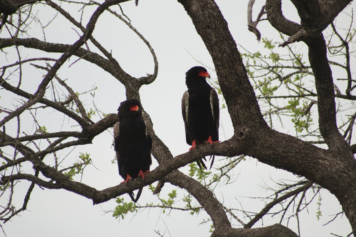 ² Bateleurs are also monogamous and pair for life. Unlike the Lilian's Lovebirds, they are not affectionate at all really. They just perch a reasonable distance from each other &look like the couple that gossips about other lovey dovey couples in the savanna 