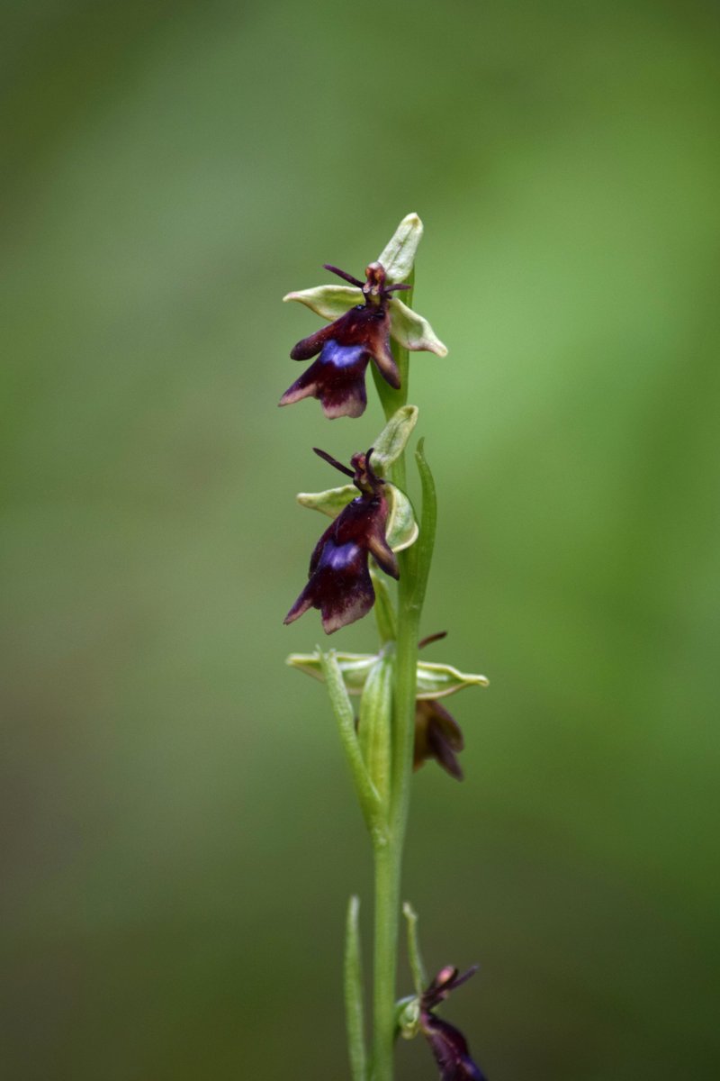 The Fly Orchid is – in my opinion – the most deliciously stunning flower in Britain. Subtle and understated from afar, the deep purples and stunning blues of this tiny flower are guaranteed to delight. 2/9