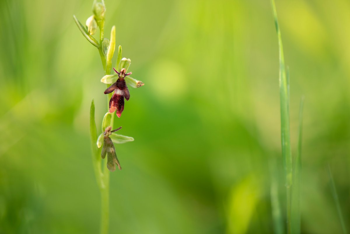 It does look like a fly! And this is intentional! (as much as evolution has intent). It’s good enough mimicry that we can see an insect-like resemblance; amazing for a plant that doesn’t have any idea that this is what it’s trying to achieve. 3/9
