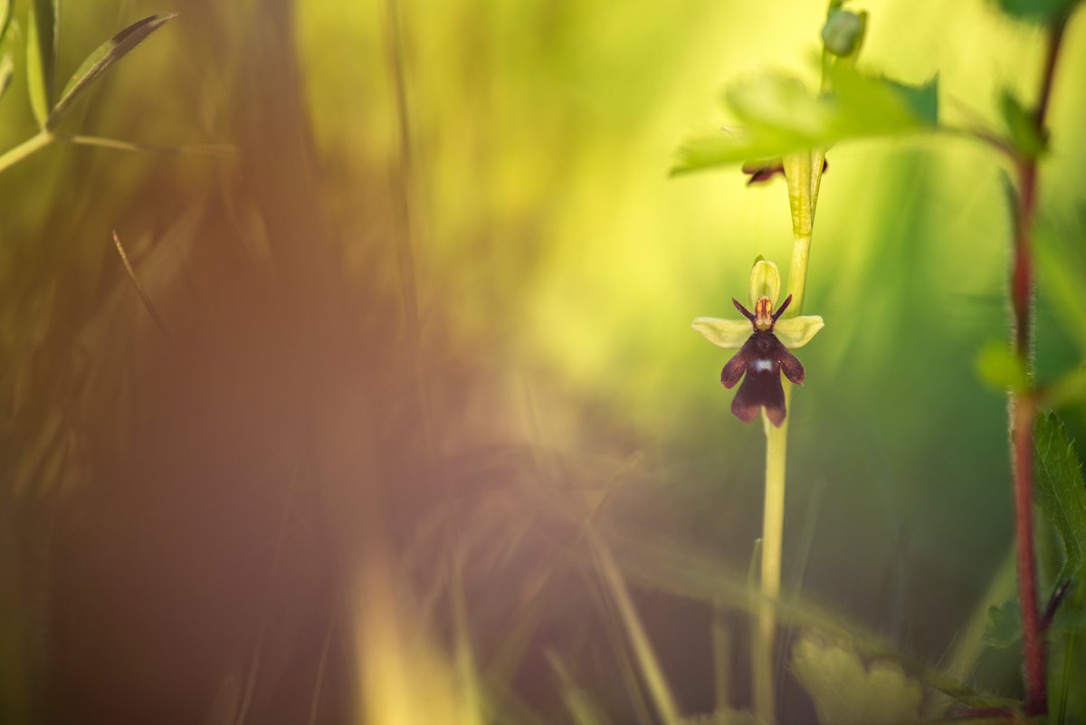 Pollination rates of Fly Orchids are low: about 20% of flowers set seed. Does this show how complex and often unsuccessful this technique is? Or does it reflect the increasing rarity of Fly Orchids and their digger wasp paramours? 7/9