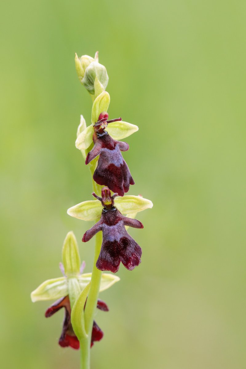 Fly Orchids declined dramatically before 1930 and they are still declining, though at a slower rate. Our work in Rockingham Forest and on the limestone of the Cotswolds should hopefully benefit this species in these landscapes. Pic from Rockingham, by  @alexhydephoto 8/9