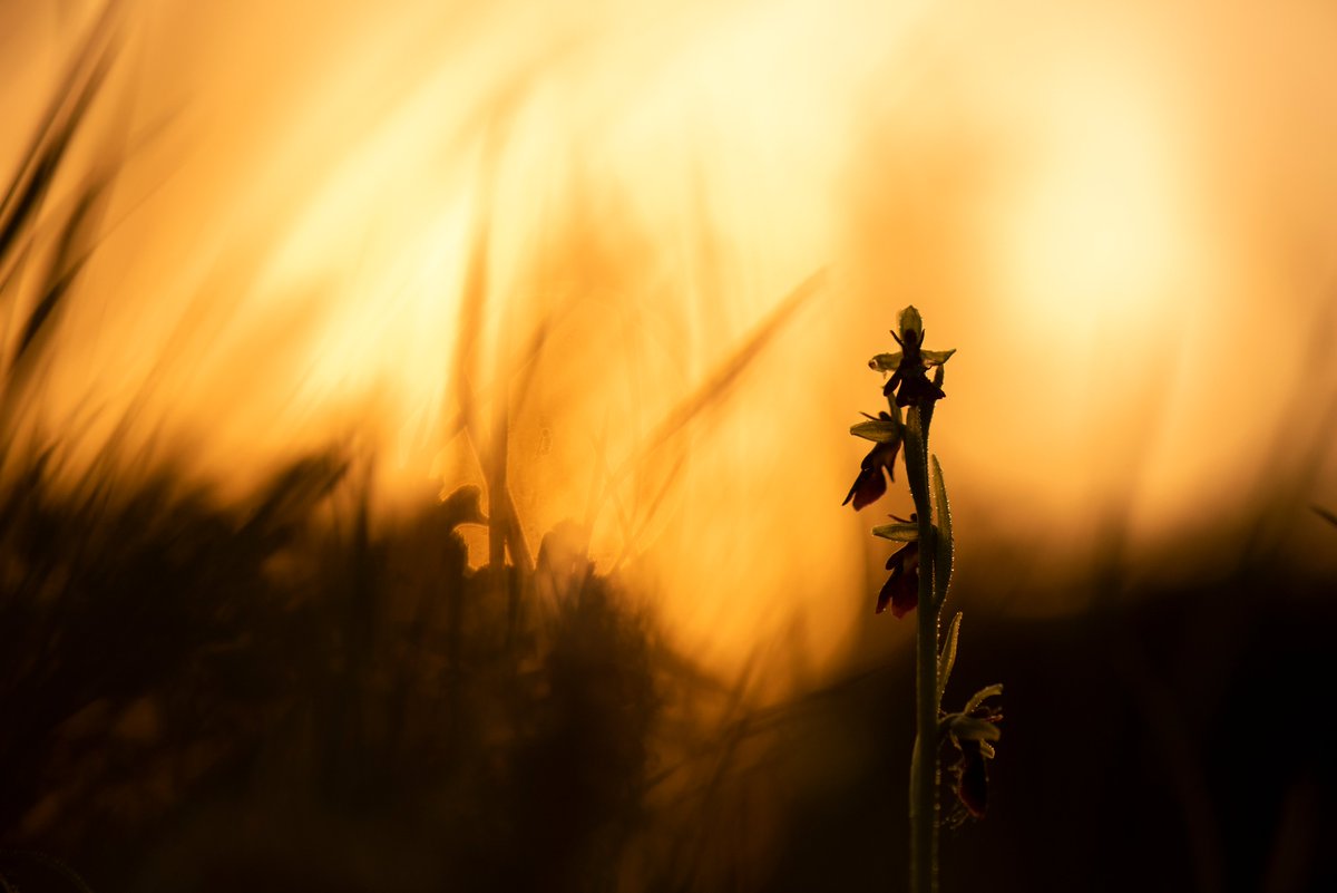 I, for one, wish Fly Orchids a happy  #ValentinesDay and bid them good luck in their continuing attempts to solicit illicit intra-kingdom hook-ups. 9/9